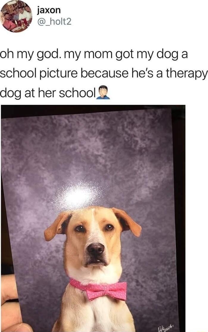 jaxon _holt2 oh my god my mom got my dog a school picture because hes a therap dog at her school