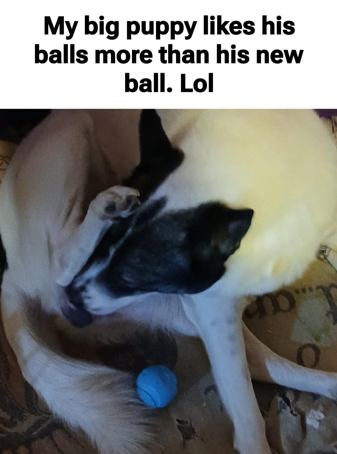 My big puppy likes his balls more than his new ball. Lol