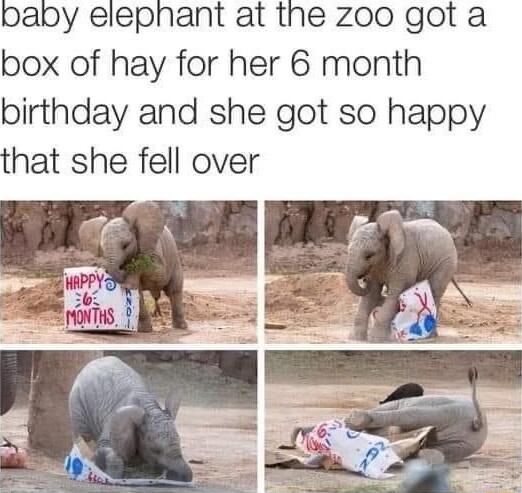 papy elephant at the zoo got a box of hay for her 6 month birthday and she got so happy that she fell over