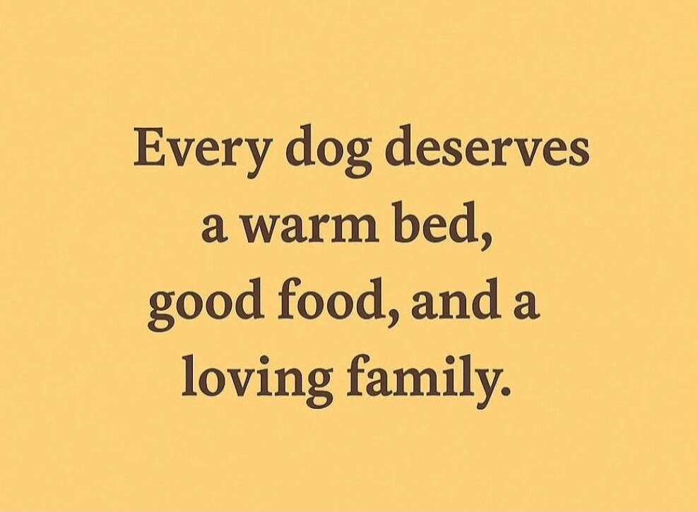 Every dog deserves a warm bed, good food, and a loving family.
