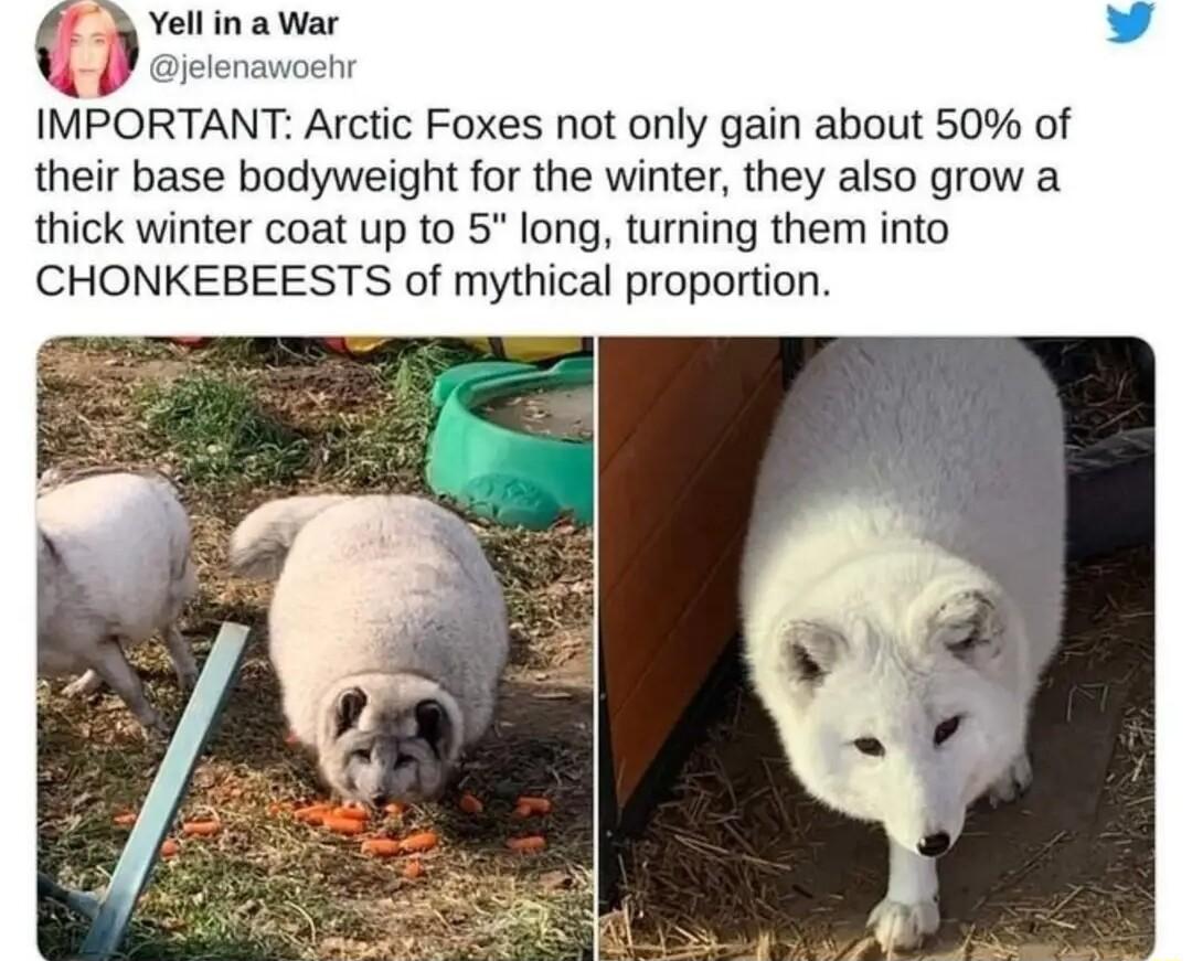 Yell ina War jelenaoe IMPORTANT Arctic Foxes not only gain about 50 of their base bodyweight for the winter they also grow a thick winter coat up to 5 long turning them into CHONKEBEESTS of mythical proportion