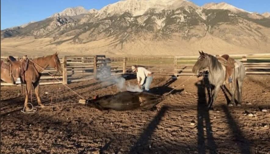 A cowboy is branding a calf, assisted by two horses holding the calf with ropes. Mountains are visible in the background.