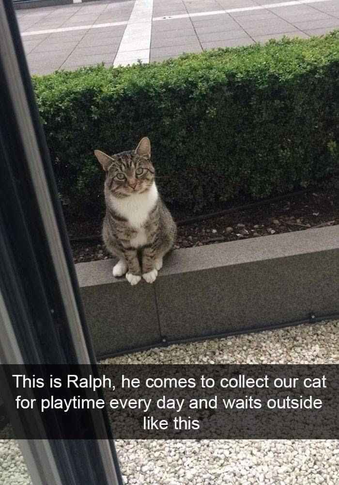 This is Ralph he comes to collect our cat eIl o g IR AVTy VAo V To o RV T SR TH 65T LCRUTS