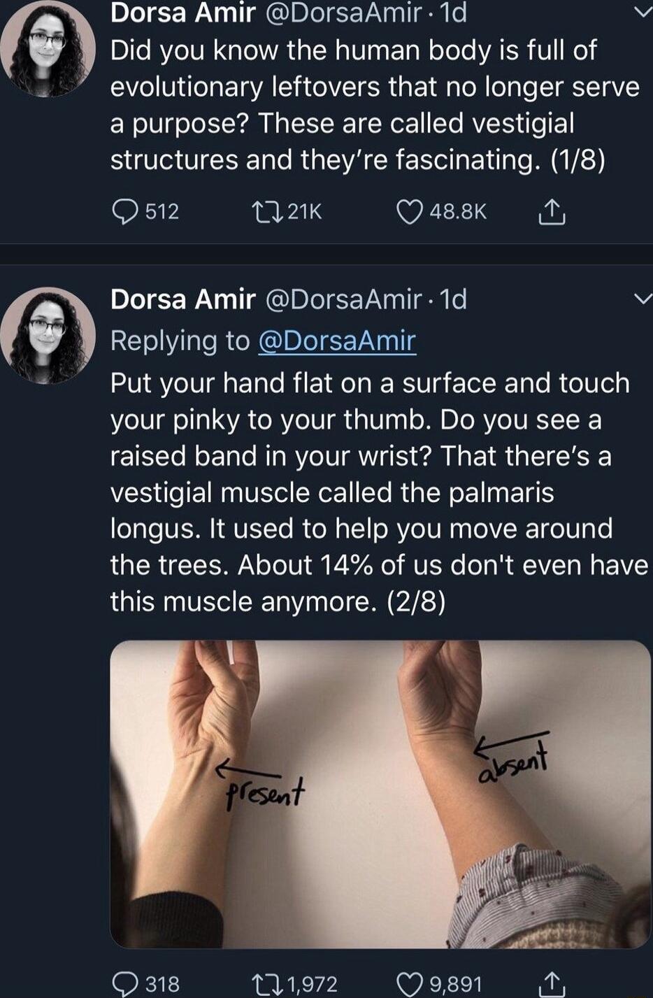 Dorsa Amir DorsaAmir 1d Did you know the human body is full of evolutionary leftovers that no longer serve a purpose These are called vestigial BV RGEVECRES E s M V FiF 021K Qassk N DIIEERN TGRS SN v Replying to DorsaAmir Put your hand flat on a surface and touch your pinky to your thumb Do you see a raised band in your wrist That theres a L CE e EN VR R T T RGN EN I EN longus It used to help you 