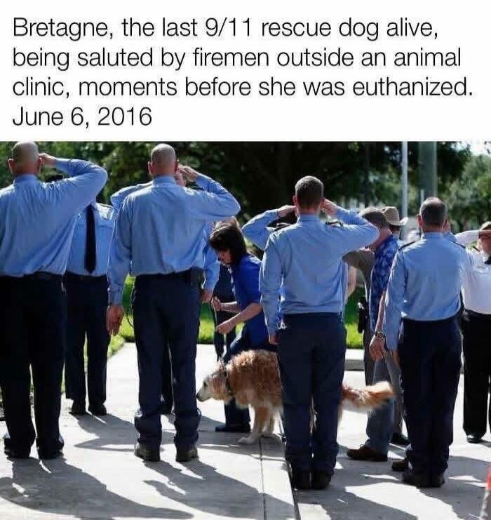 Bretagne, the last 9/11 rescue dog alive, being saluted by firemen outside an animal clinic, moments before she was euthanized. June 6, 2016