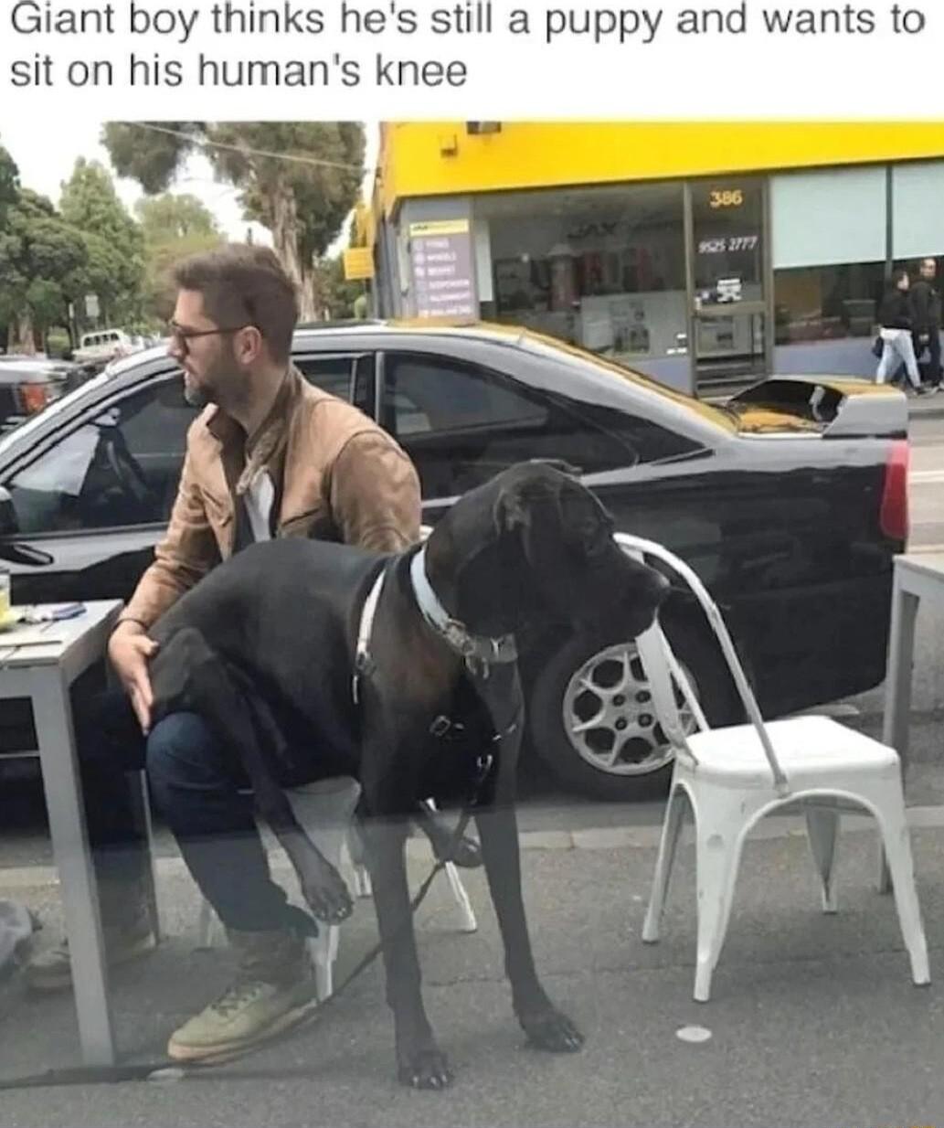 Giant boy thin Il a puppy and wants to sit on his humar