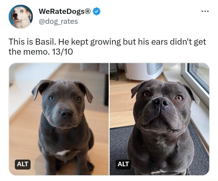WeRateDogs dog rates This is Basil He kept growing but his ears didnt get the memo 1310 Ve 1 ALT