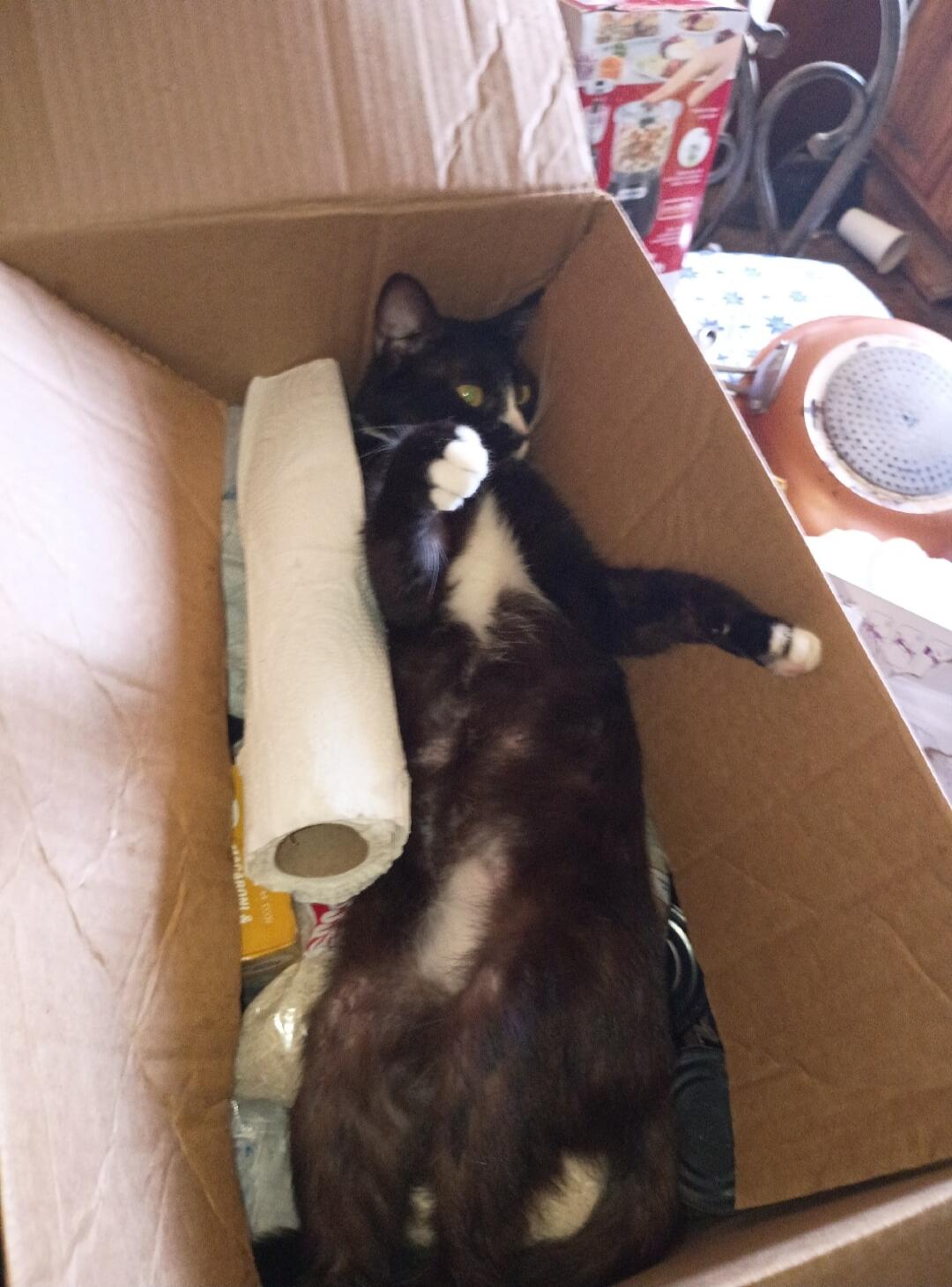 A black and white cat is lying on its back inside a cardboard box, next to a roll of paper towels.