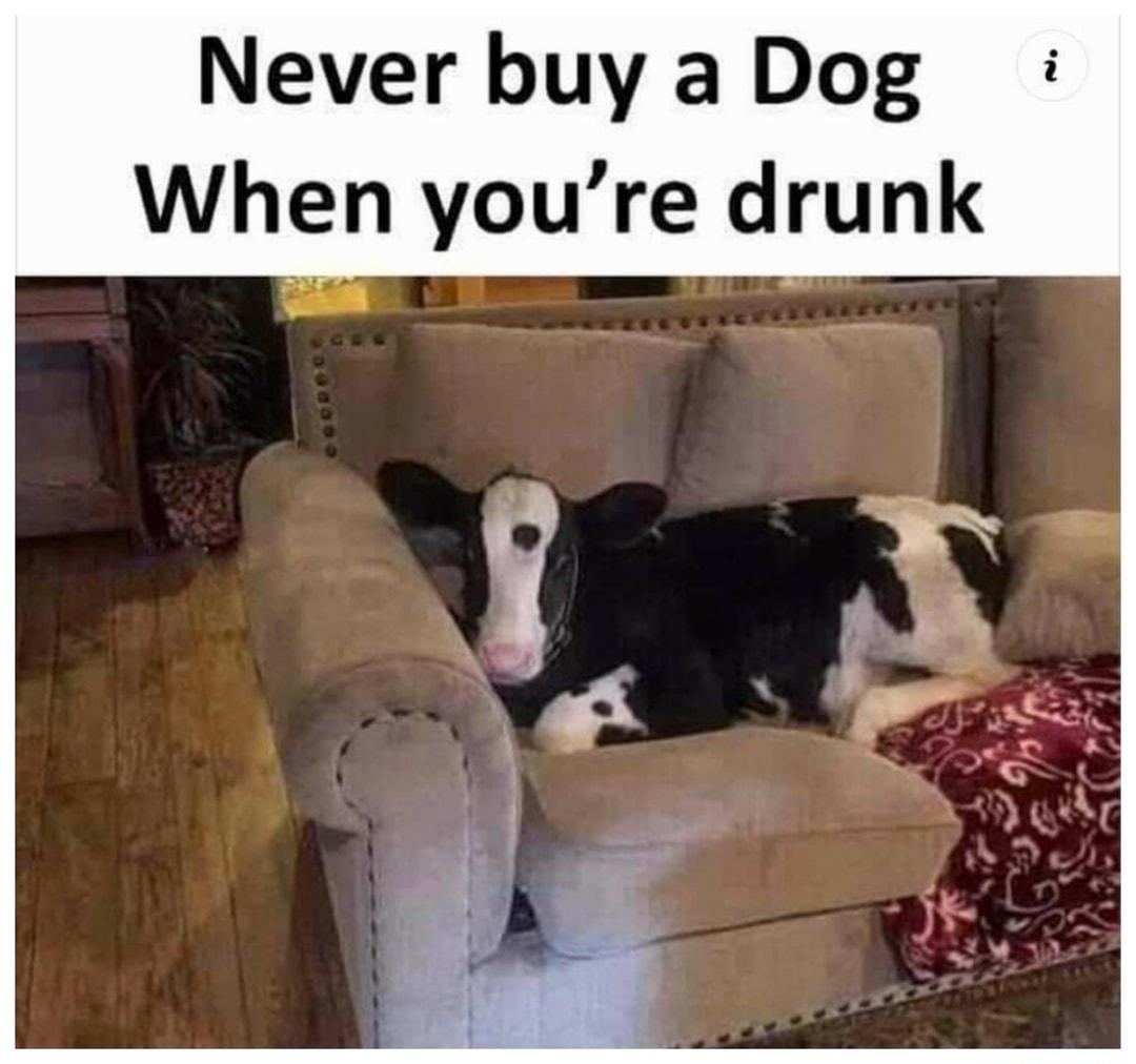 Never buy a Dog When youre drunk
