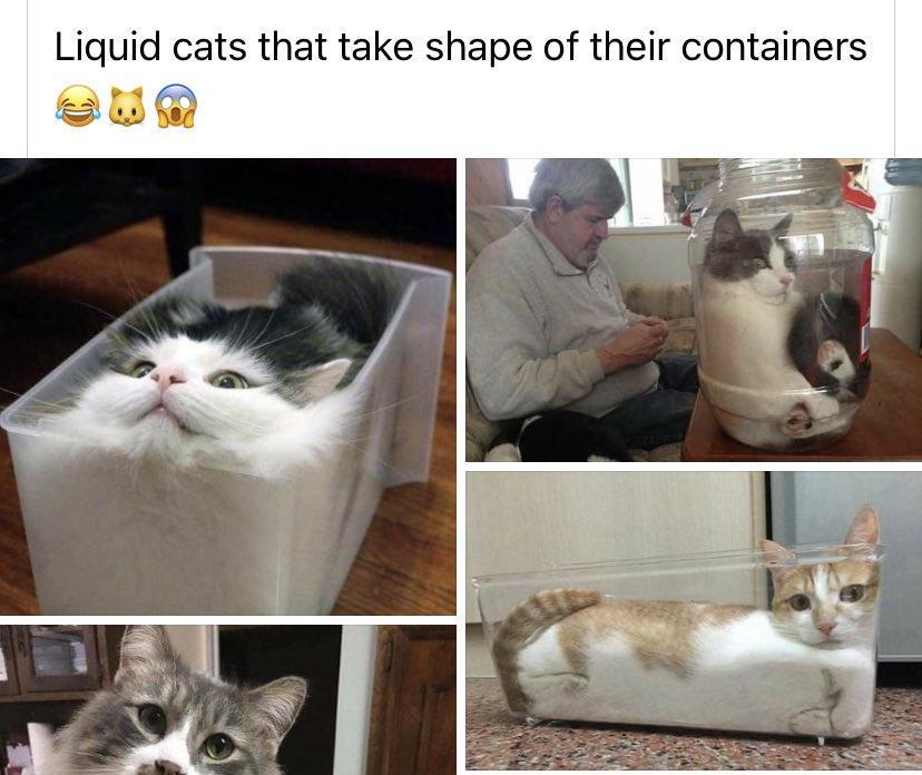 Liguid cats that take shape of their containers