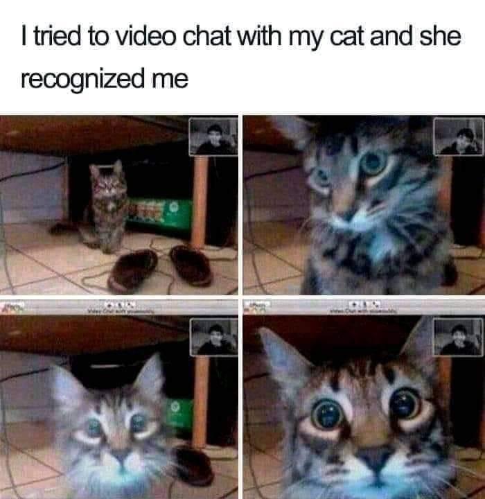 tried to video chat with my cat and she recognized me