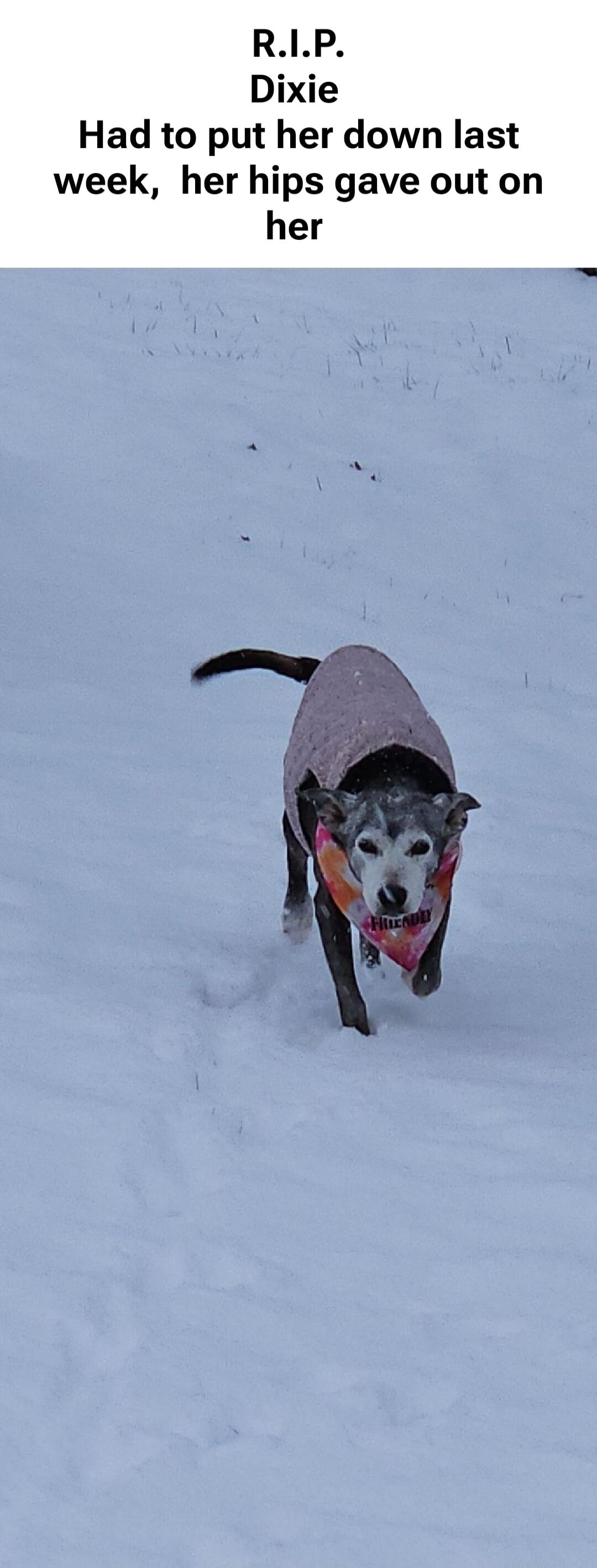 R.I.P. Dixie Had to put her down last week, her hips gave out on her