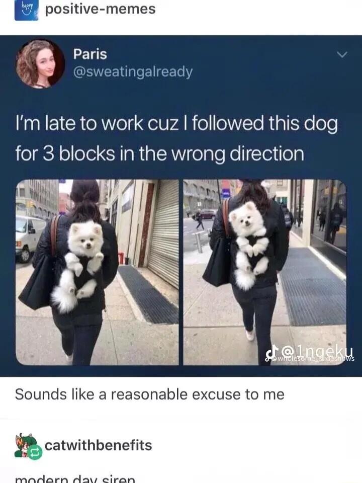 positive memes Q Paris ARCENEERGIEEET Y Im late to work cuz followed this dog for 3 blocks in the wrong direction Sounds like a reasonable excuse to me catwithbenefits