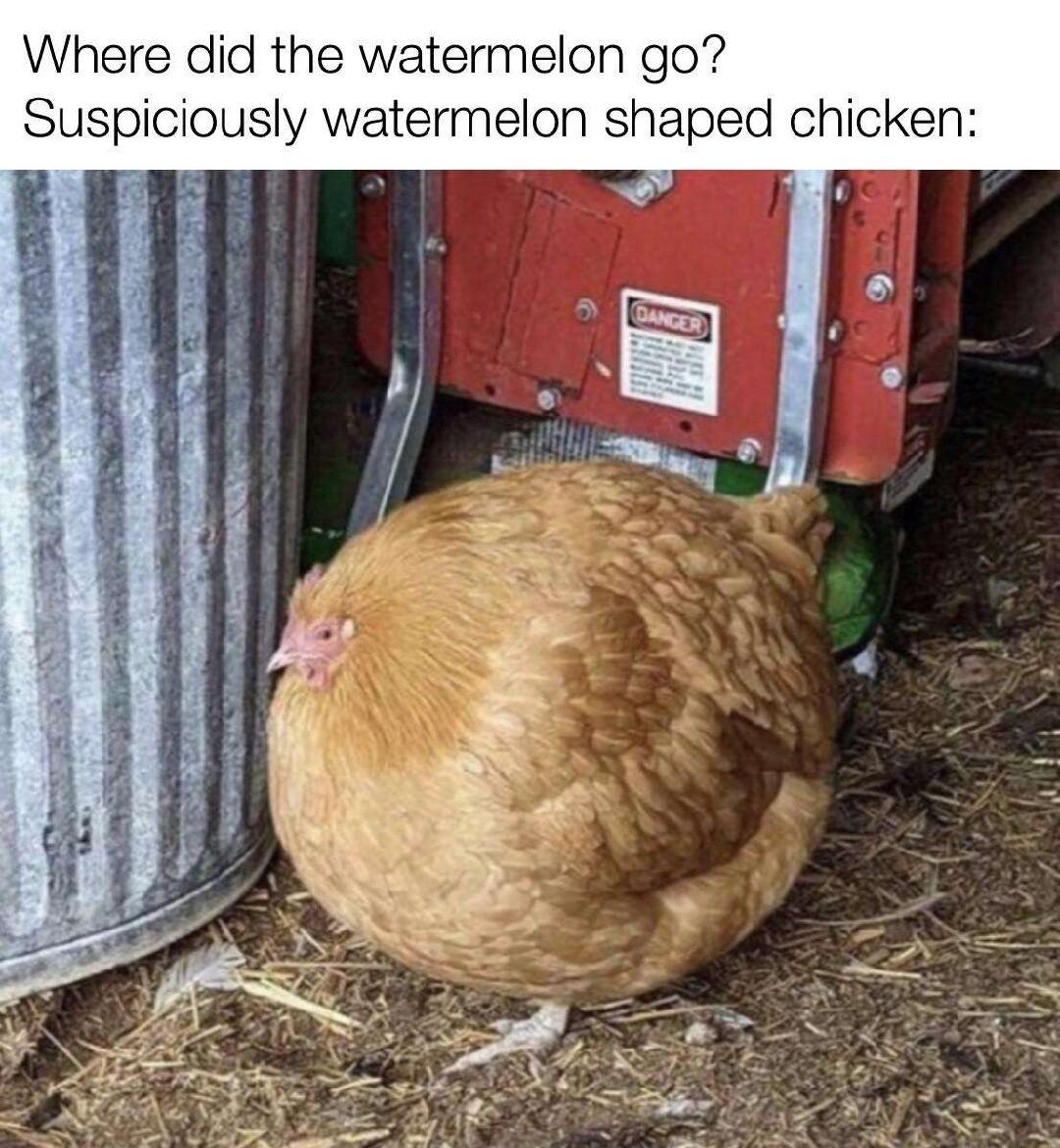 Where did the watermelon go Suspiciously watermelon shaped chicken