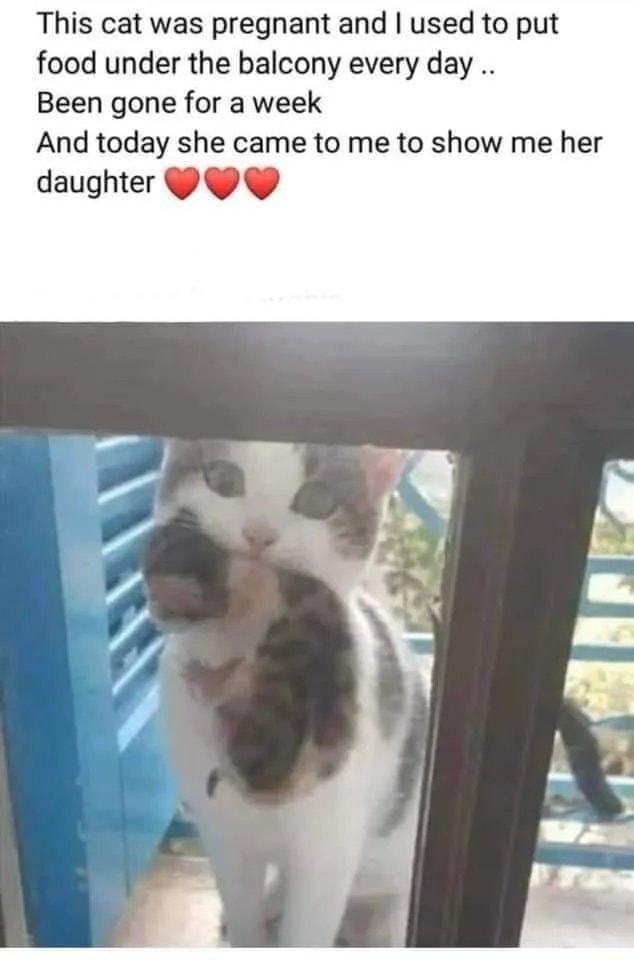 This cat was pregnant and used to put food under the balcony every day Been gone for a week And today she came to me to show me her daughter Q