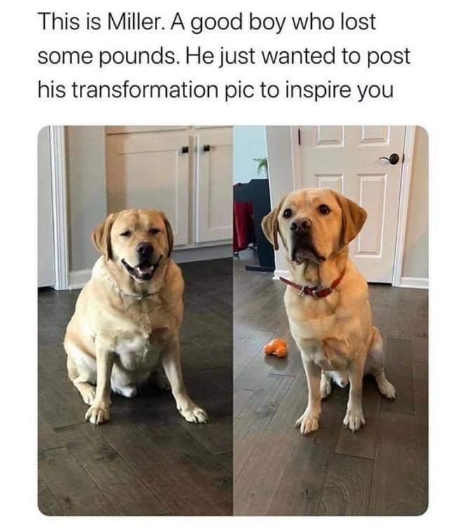 This is Miller A good boy who lost some pounds He just wanted to post his transformation pic to inspire you