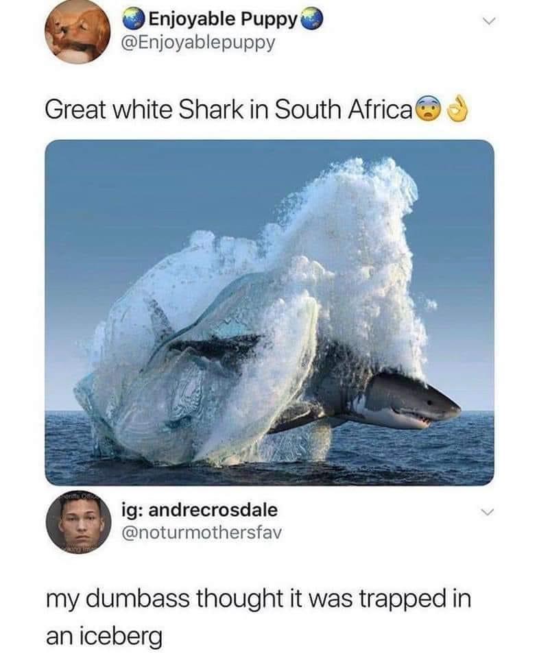 Enjoyable Puppy Enjoyablepuppy Great white Shark in South Africa ig andrecrosdale noturmothersfav my dumbass thought it was trapped in an iceberg
