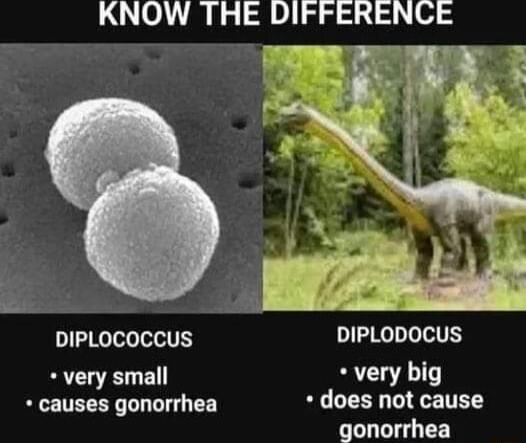 KNOW THE DIFFERENCE T DIPLOCOCCUS DIPLODOCUS very small very big causes gonorrhea does not cause gonorrhea
