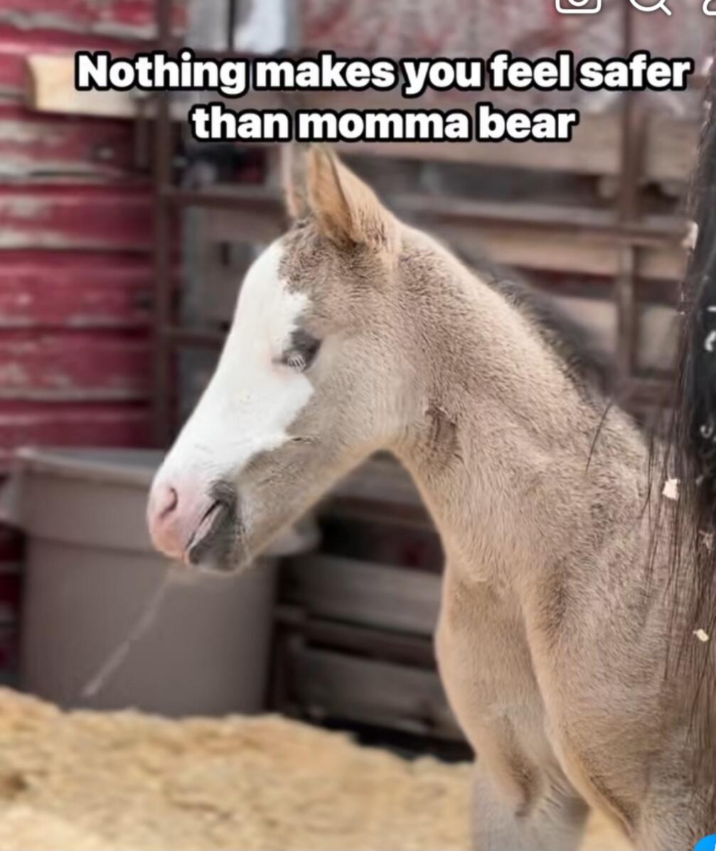 Nothing makes you feel safer than momma bear