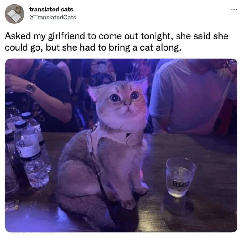 Asked my girlfriend to come out tonight she said she could go but she had to bring a cat along Jul2 148K Retwests 1032 Quote Tweets 1497K Likes