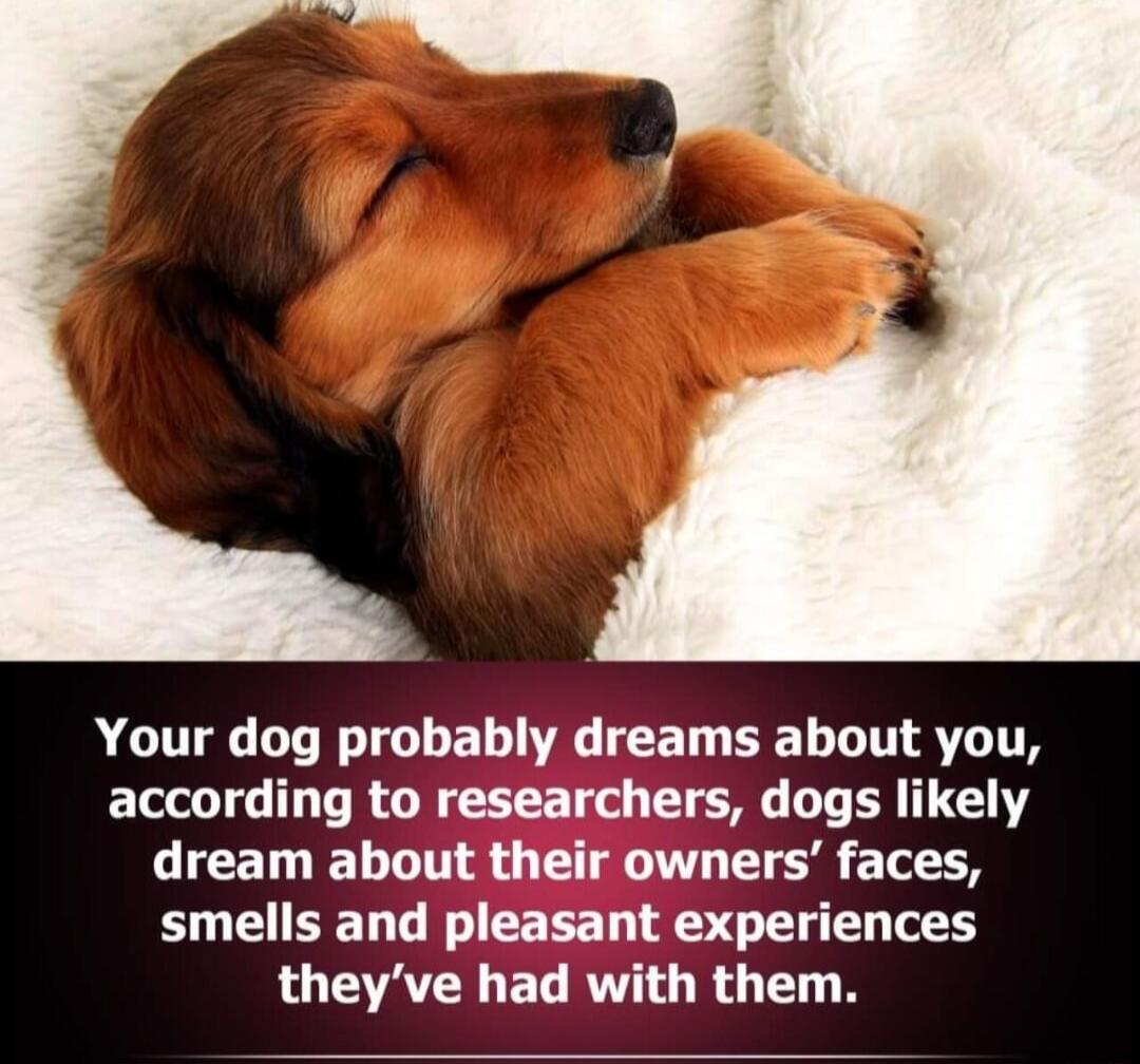 Your dog probably dreams about you according to researchers dogs likely dream about their owners faces smells and pleasant experiences theyve had with them