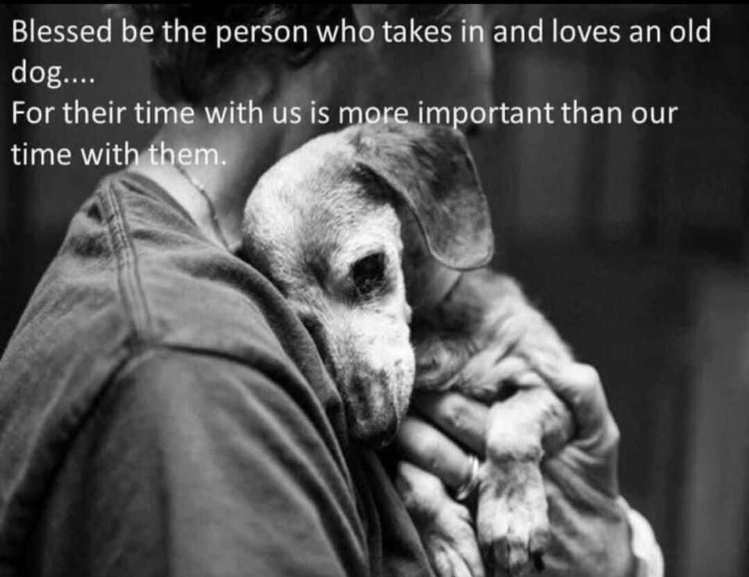 Blessed be the person who takes in and loves an old dog.... For their time with us is more important than our time with them.