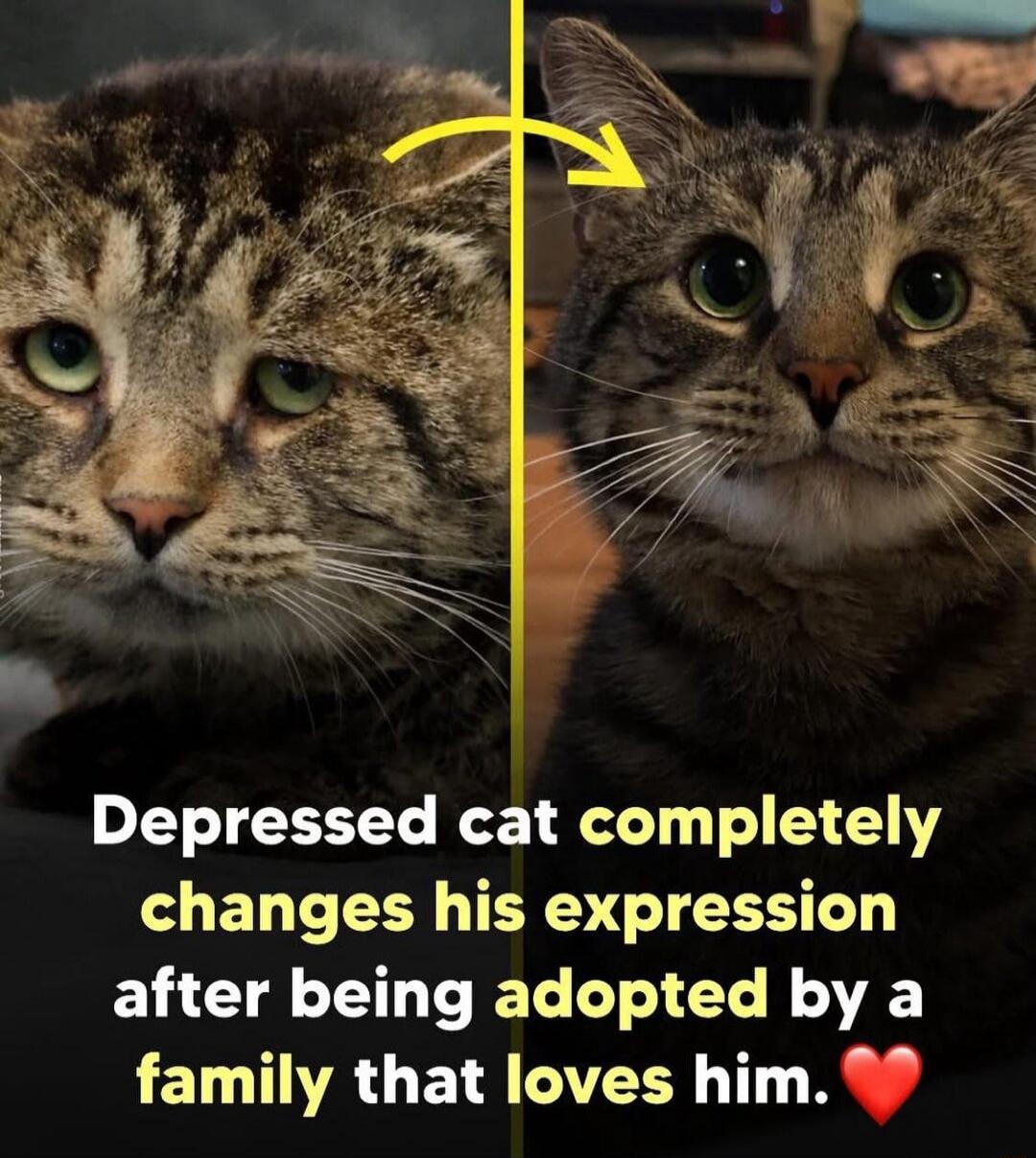 Depressed cat completely changes his expression after being adopted by a family that loves him. ❤️