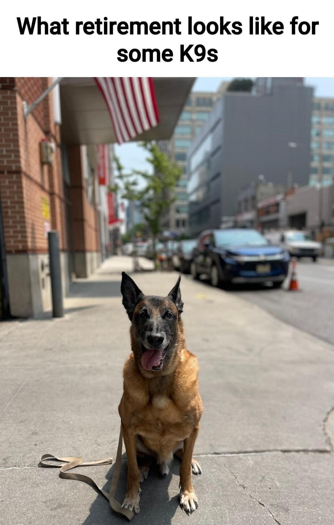 What retirement looks like for some K9s