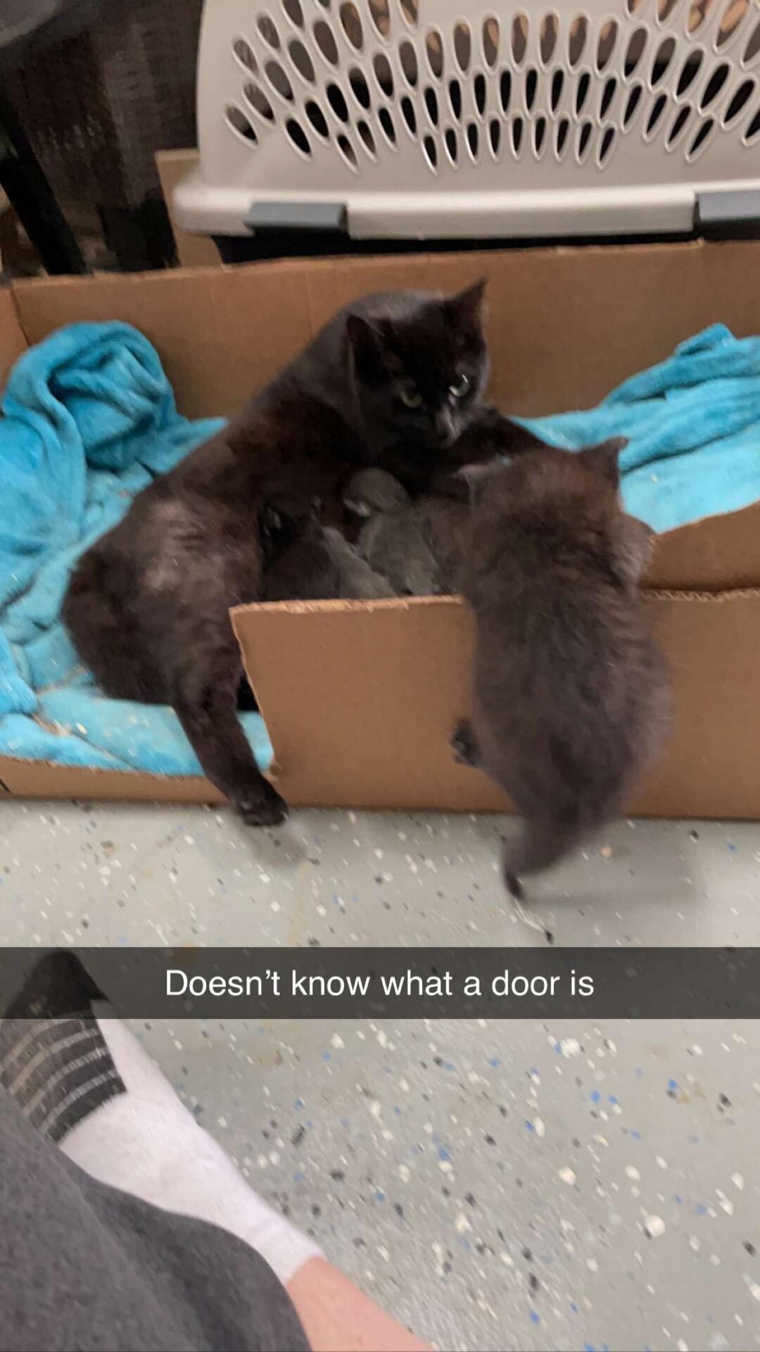 Doesnt know what a door is