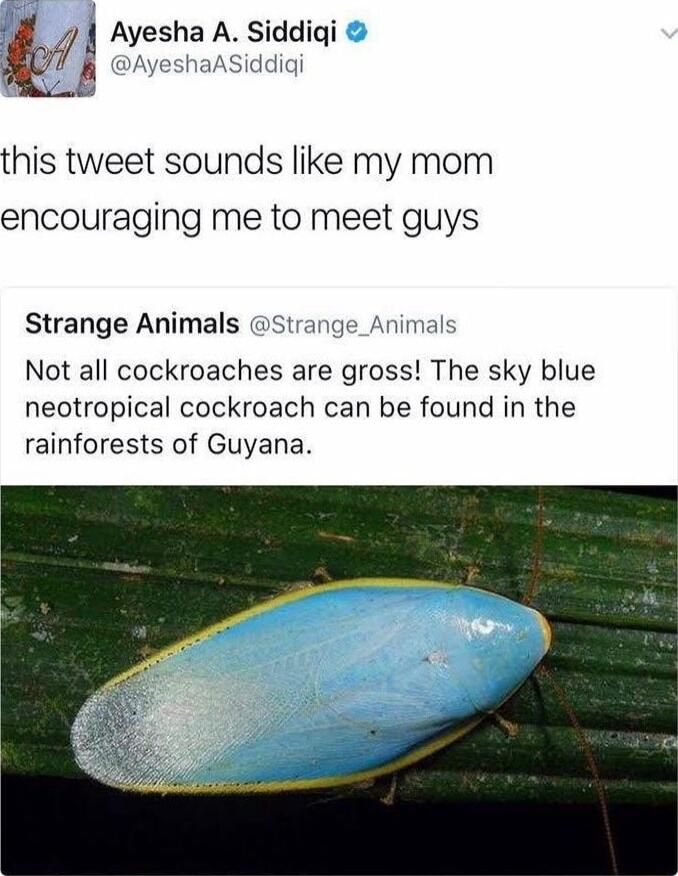 M A Ayesha A Siddiqi this tweet sounds like my mom encouraging me to meet guys Strange Animals Strange_Animal Not all cockroaches are gross The sky blue neotropical cockroach can be found in the rainforests of Guyana