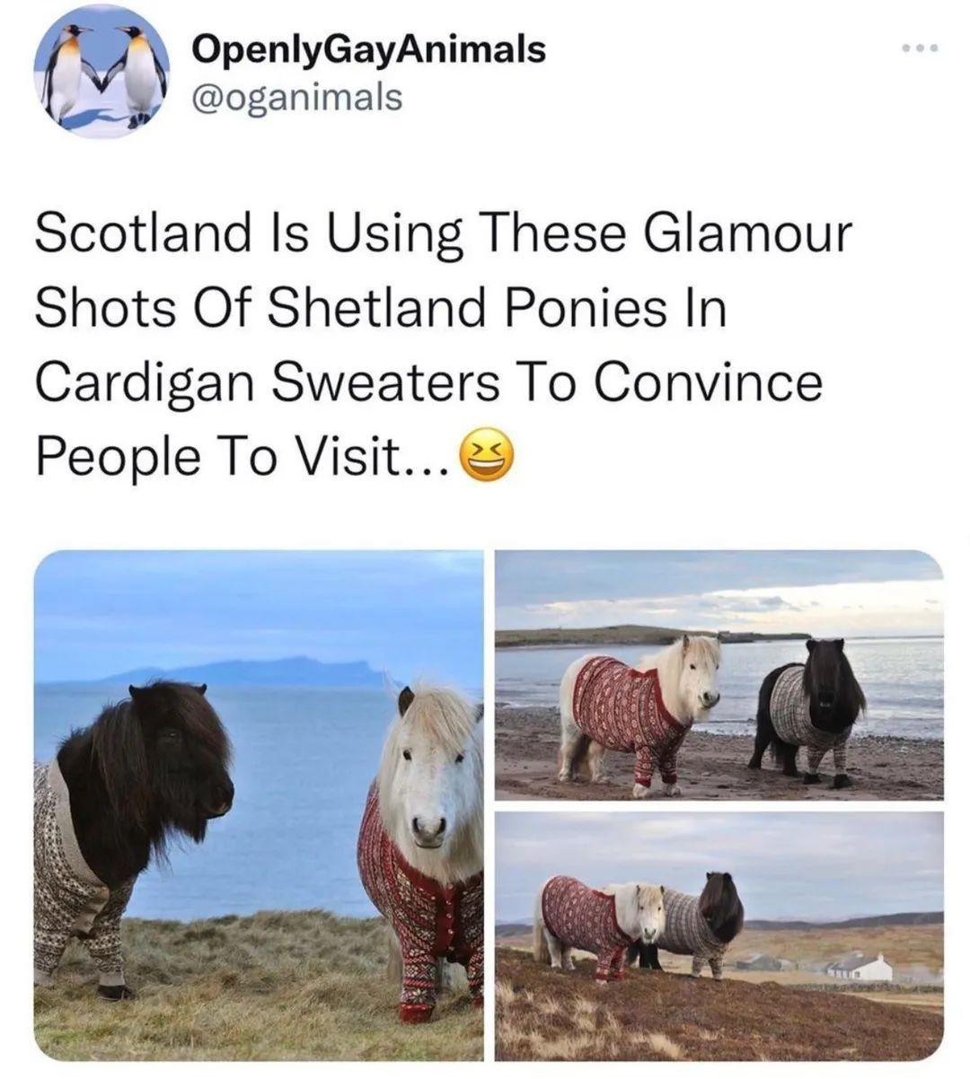 OpenlyGayAnimals oganimals Scotland Is Using These Glamour Shots Of Shetland Ponies In Cardigan Sweaters To Convince People To Visit