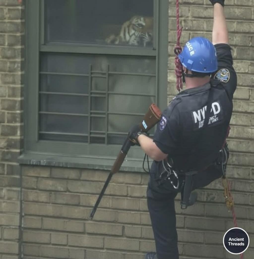 NYPD on the officer’s uniform. A tiger is looking through a window of a brick building. The officer is wearing a blue helmet and is roped in, holding a long tool or pole.