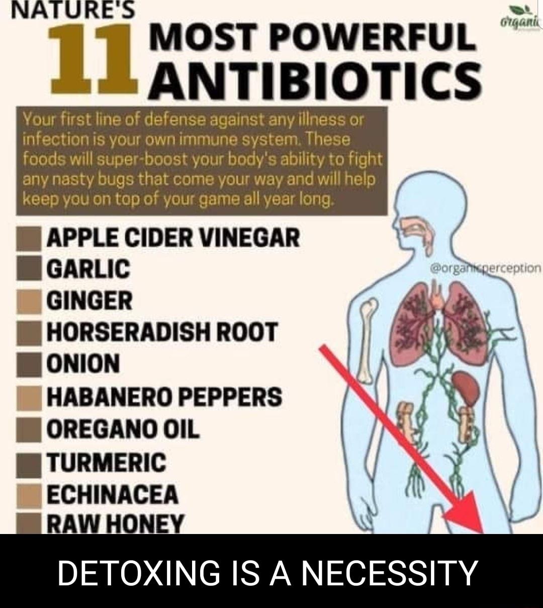 NATURES EE MOST POWERFUL ANTIBIOTICS Your first line of defense against any illness or infection is your own immune system These foods will super boost your bodys ability to fight any nasty bugs that come your way and will help keep you on top of your game all year long I APPLE CIDER VINEGAR B GARLIC GINGER J HORSERADISH ROOT I ONION HABANERO PEPPERS I OREGANO OIL TURMERIC ECHINACEA RAW HONEY DI N
