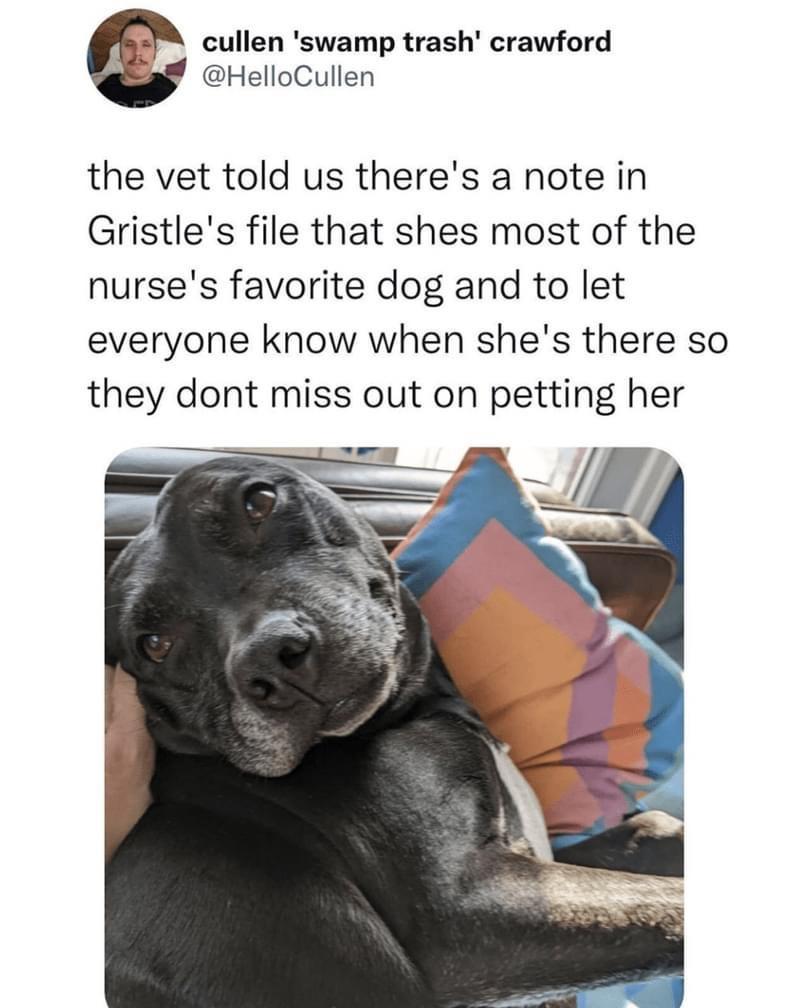 cullen swamp trash crawford HelloCullen the vet told us theres a note in CGristles file that shes most of the nurses favorite dog and to let everyone know when shes there so they dont miss out on petting her i e Z