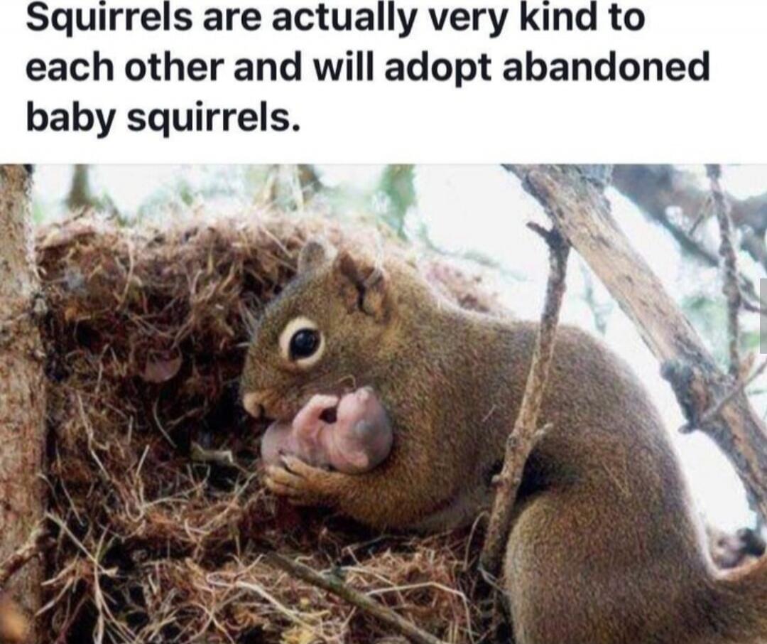 Squirrels are actually very kind to each other and will adopt abandoned baby squirrels.