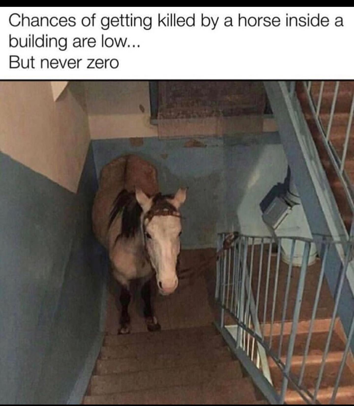 Chances of getting killed by a horse inside a building are low But never zero