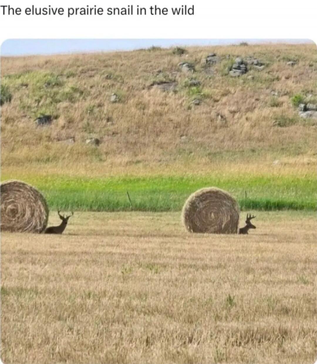The elusive prairie snail in the wild