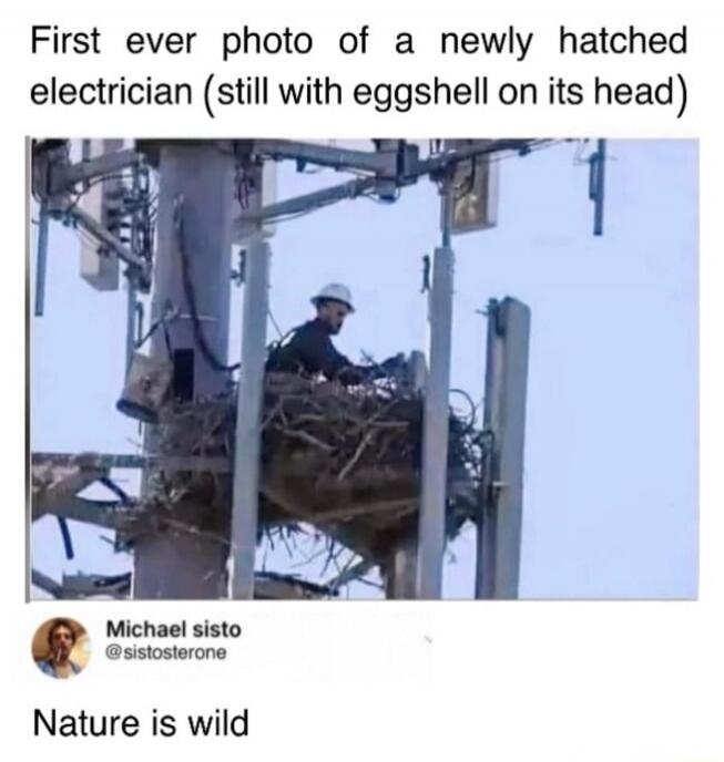 First ever photo of a newly hatched electrician (still with eggshell on its head)\n\nNature is wild