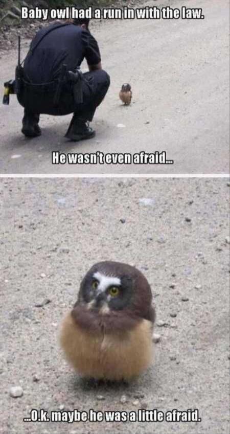 Baby owl had a run in with the law. He wasn't even afraid... Ok maybe he was a little afraid.
