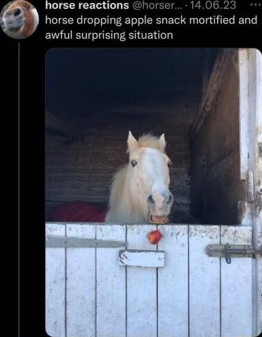 N horse reactions 10 3 horse dropping apple snack mortified and awful surprising situation