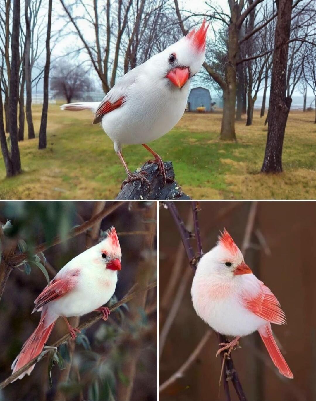White cardinal with red crest perched on tree branches (collage)
