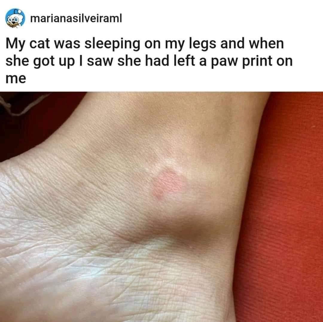 marianasilveiraml My cat was sleeping on my legs and when she got up saw she had left a paw print on me