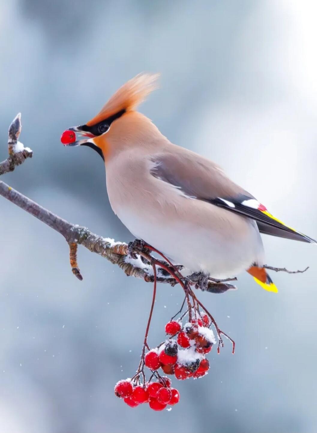 A waxwing perched on a snow-covered branch with red berries.