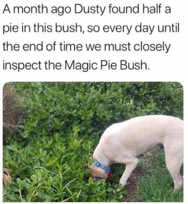 ago Dusty found half a is bush so every day until the end of time we must closely inspect the Magic Pie Bush