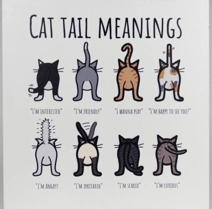 CAT TALL MEANINGS AR K o