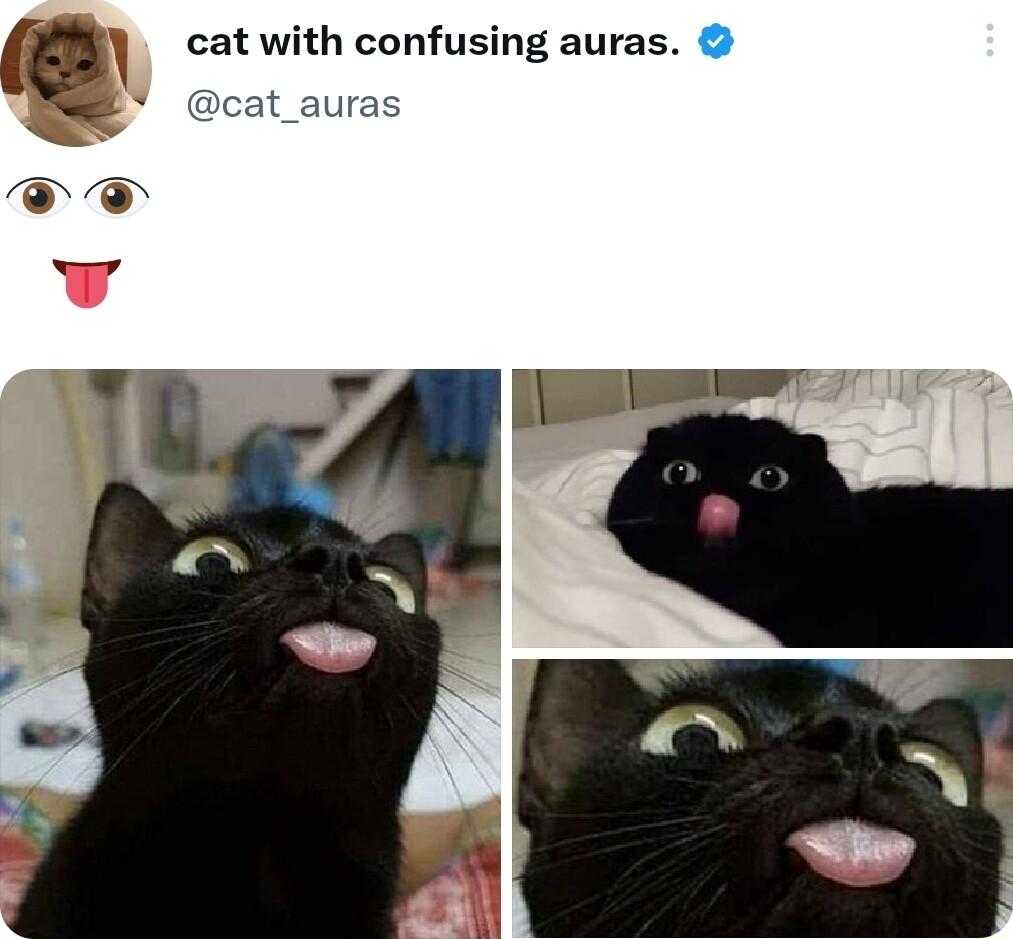 e cat with confusing auras cat_auras