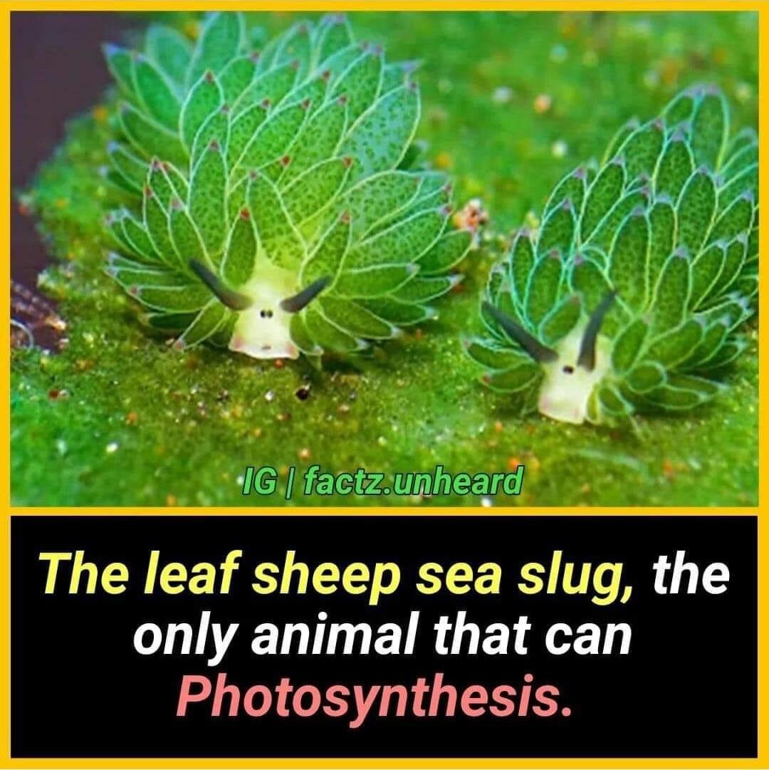e e factz ugheara LGN CE TS LT R R T T EIRGET L Photosynthesis