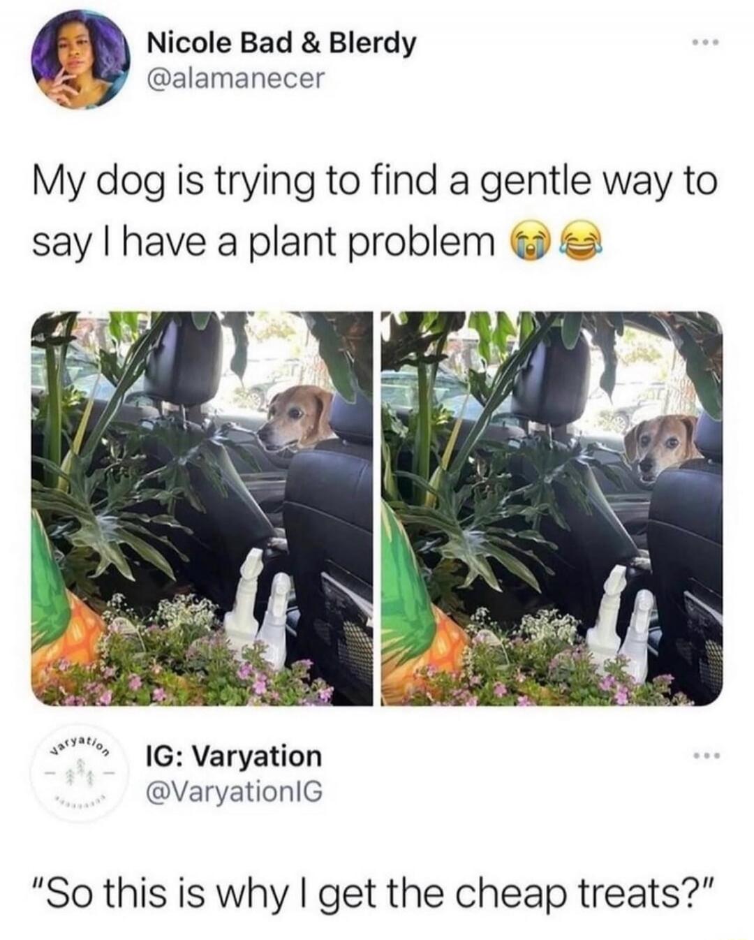 Nicole Bad & Blerdy @alamanecer My dog is trying to find a gentle way to say I have a plant problem 😂🤣 varyation IG: Varyation @VaryationIG So this is why I get the cheap treats?