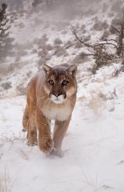 A mountain lion (puma) walking toward the camera in a snowy landscape.