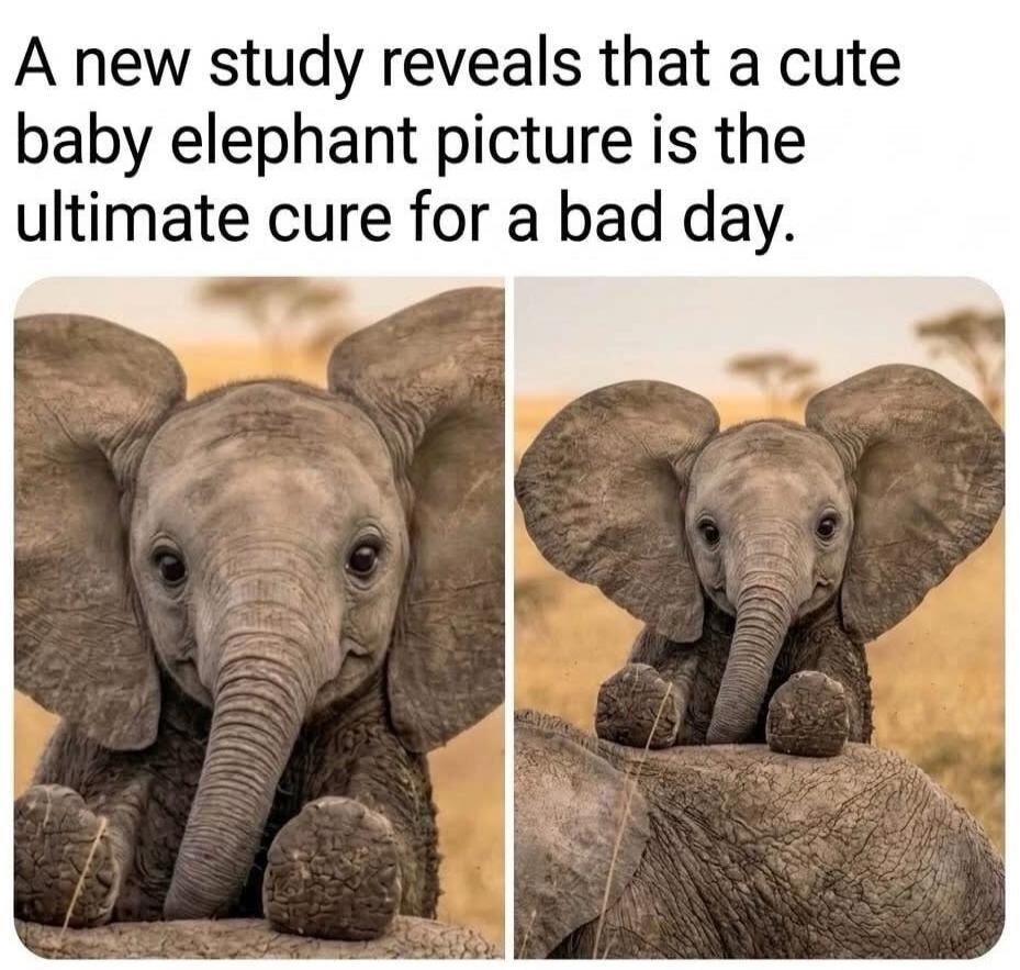 A new study reveals that a cute baby elephant picture is the ultimate cure for a bad day.